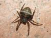Gibbaranea bituberculata